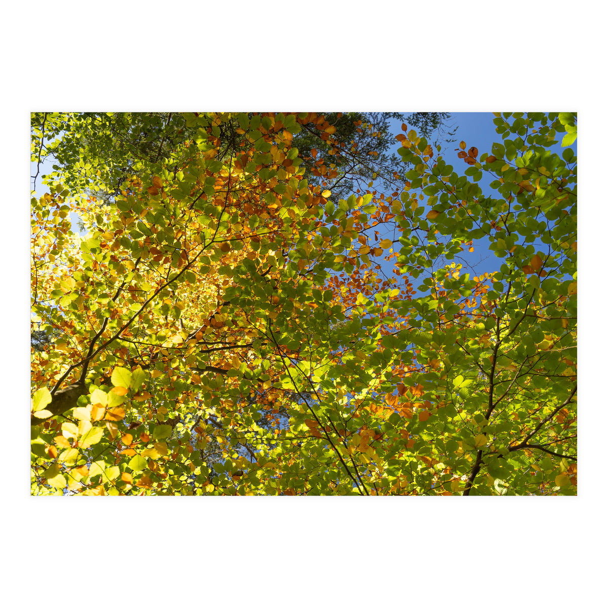 Colors Of Fall (Print Only)