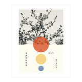 Sakura - Cherry blossom - Japanese - Photography (Print Only) thumbnail