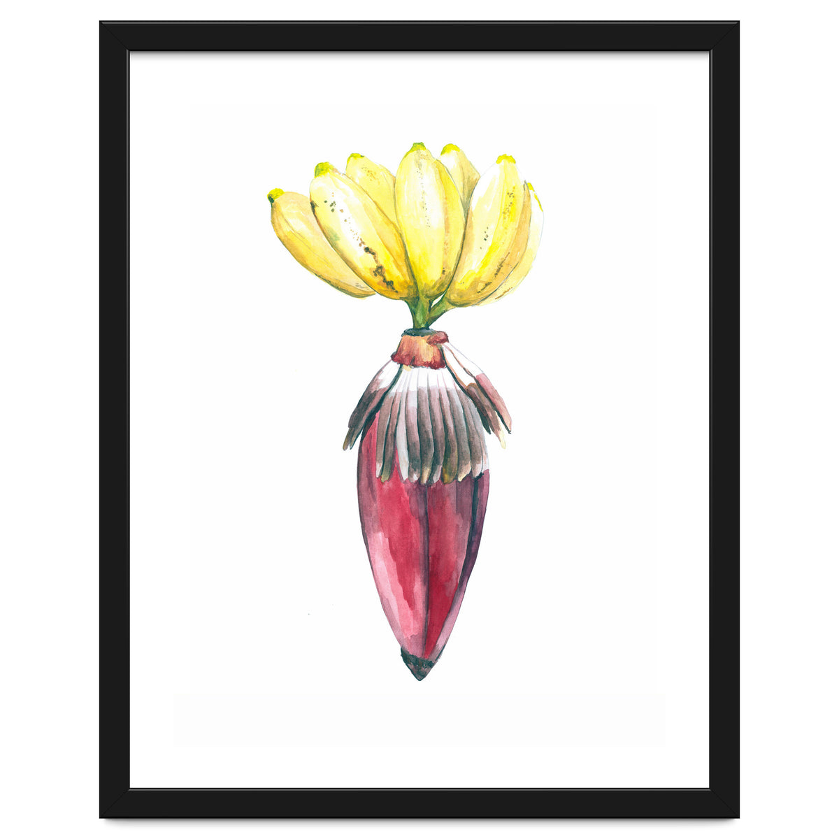 Botanical Illustration Banana