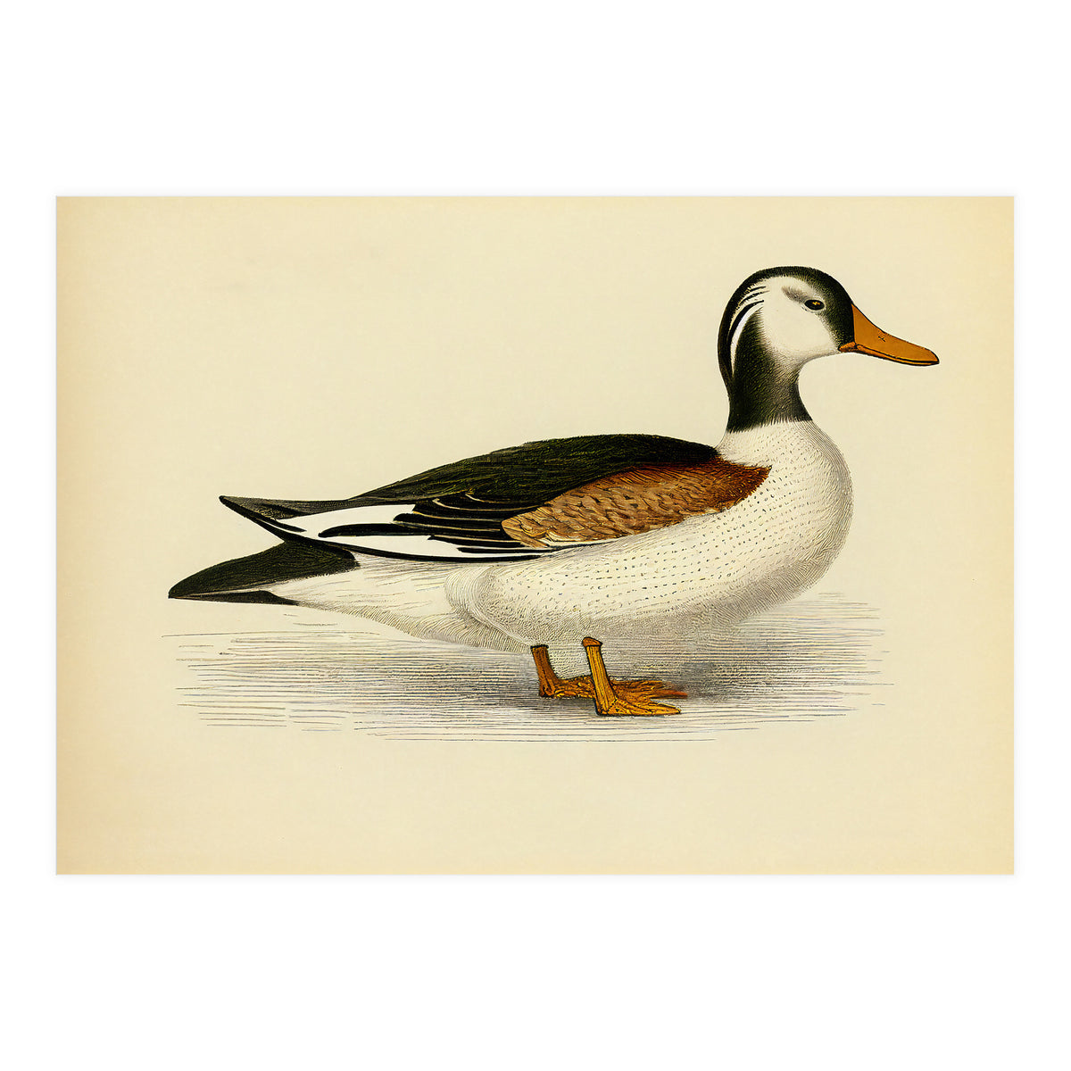 Vintage Duck Painting (Print Only)