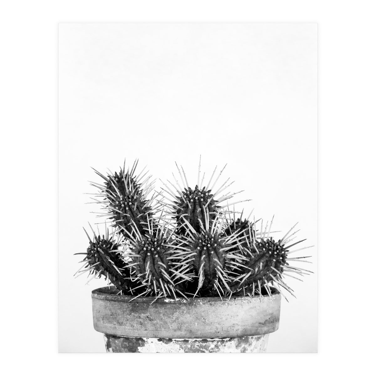 Cactus nature II (Print Only)