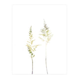 Neutral Astilbe (Print Only) thumbnail