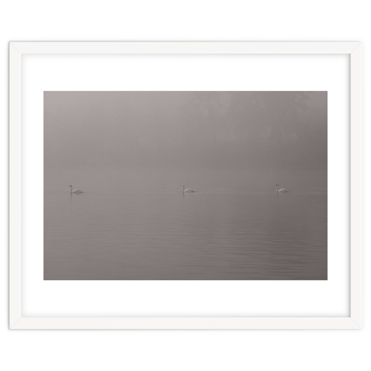 Swans in the mist