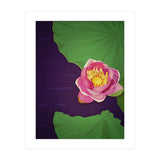 Water lily (Print Only) thumbnail