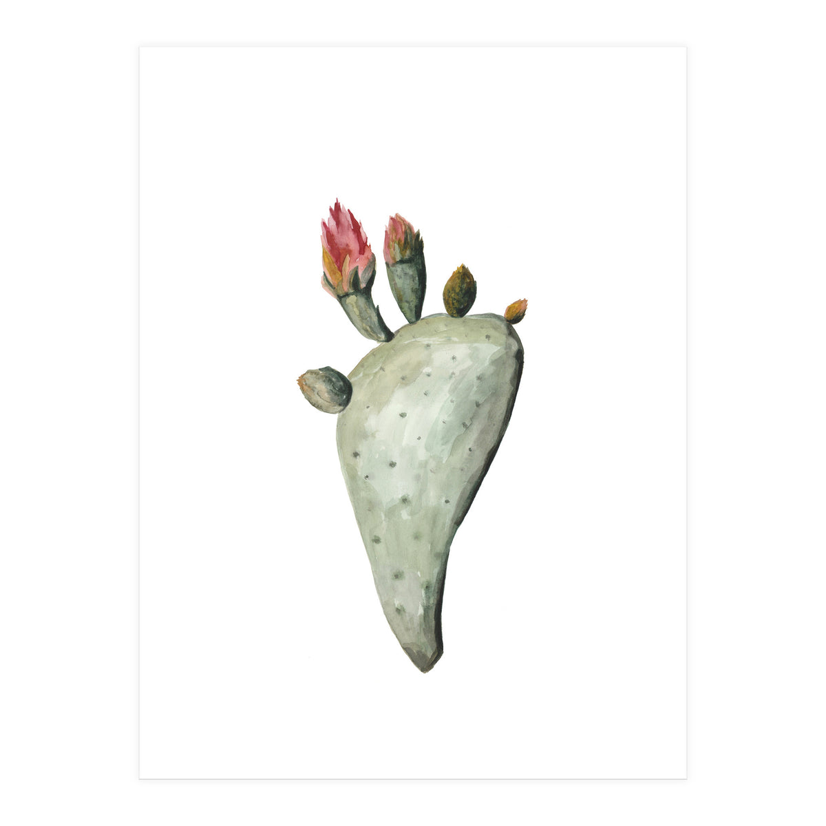 Botanical Illustration Cactus Flowers (Print Only)