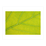Autumn Leaf (Print Only) thumbnail