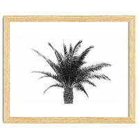 Palm Tree