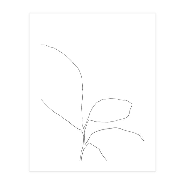 Three Leaf Seedling (Print Only)