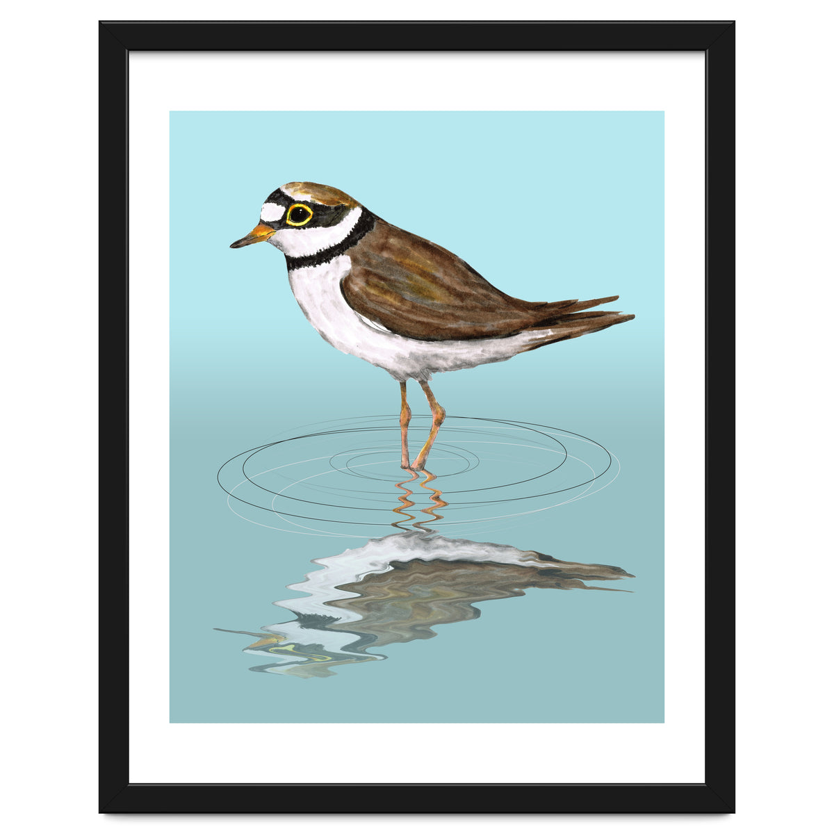 Little ringed  plover