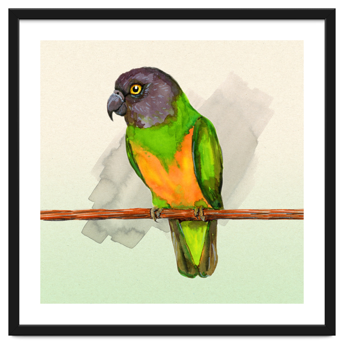 Senegal parrot watercolor