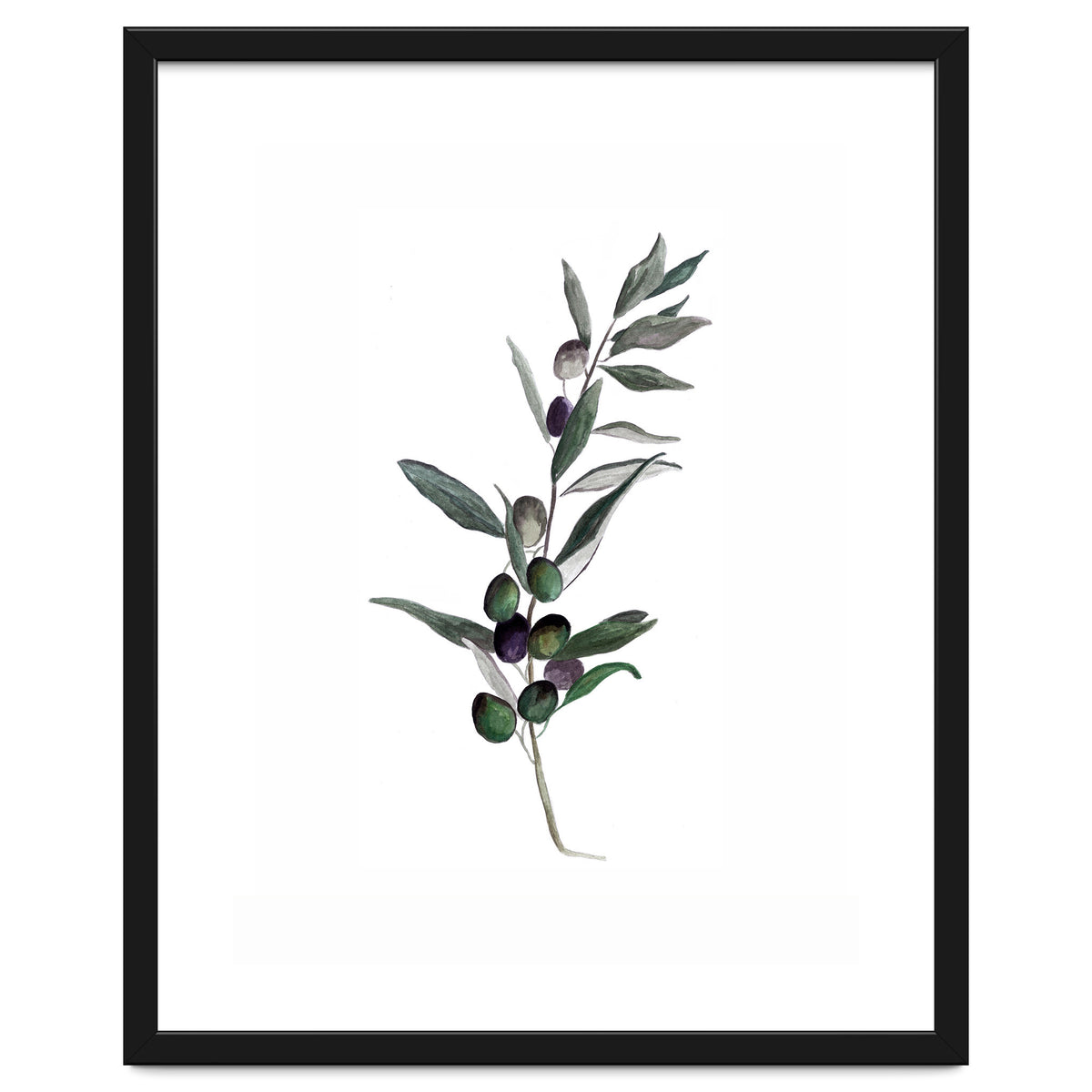 Botanical Illustration Olive