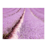 Lilac Love (Print Only) thumbnail