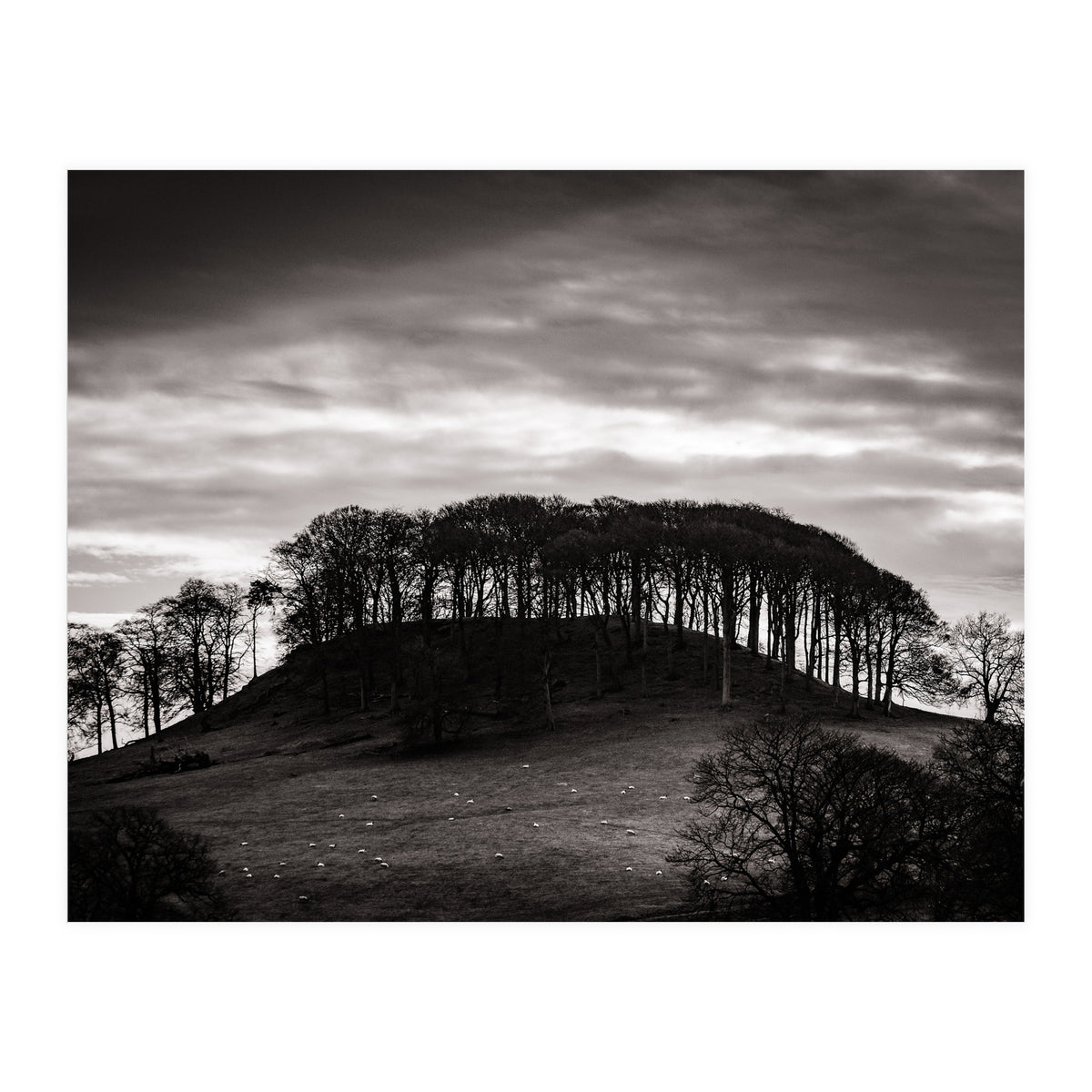 Trees in Silhouette (Print Only)