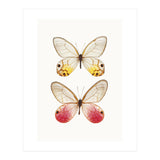 Cc Butterflies 04 (Print Only) thumbnail
