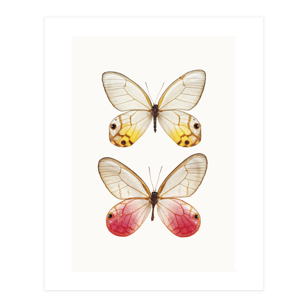 Cc Butterflies 04 (Print Only)