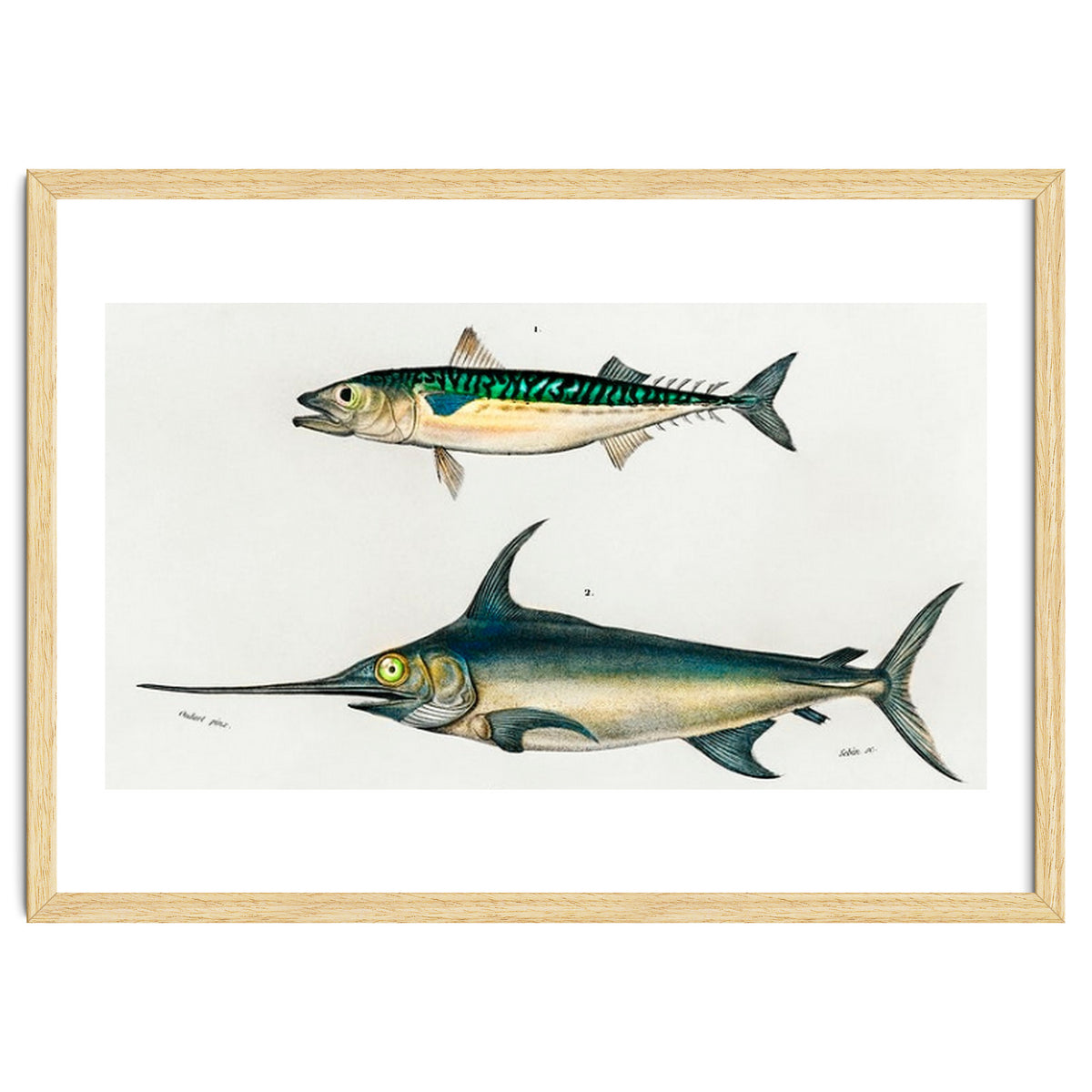 Different types of fishes illustrated