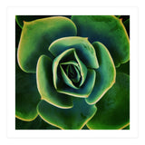 DARKSIDE OF SUCCULENTS XIII (Print Only) thumbnail