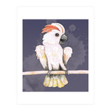 Salmon-crested cockatoo (Print Only) thumbnail