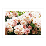 Roses (Print Only) thumbnail