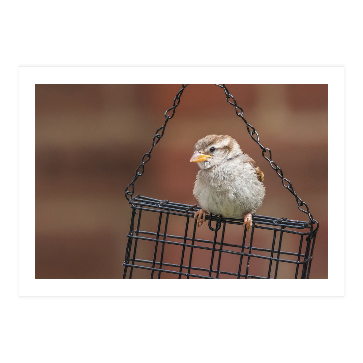 Sparrow (Print Only)