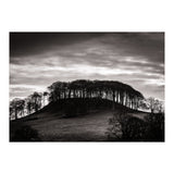 Trees in Silhouette (Print Only) thumbnail