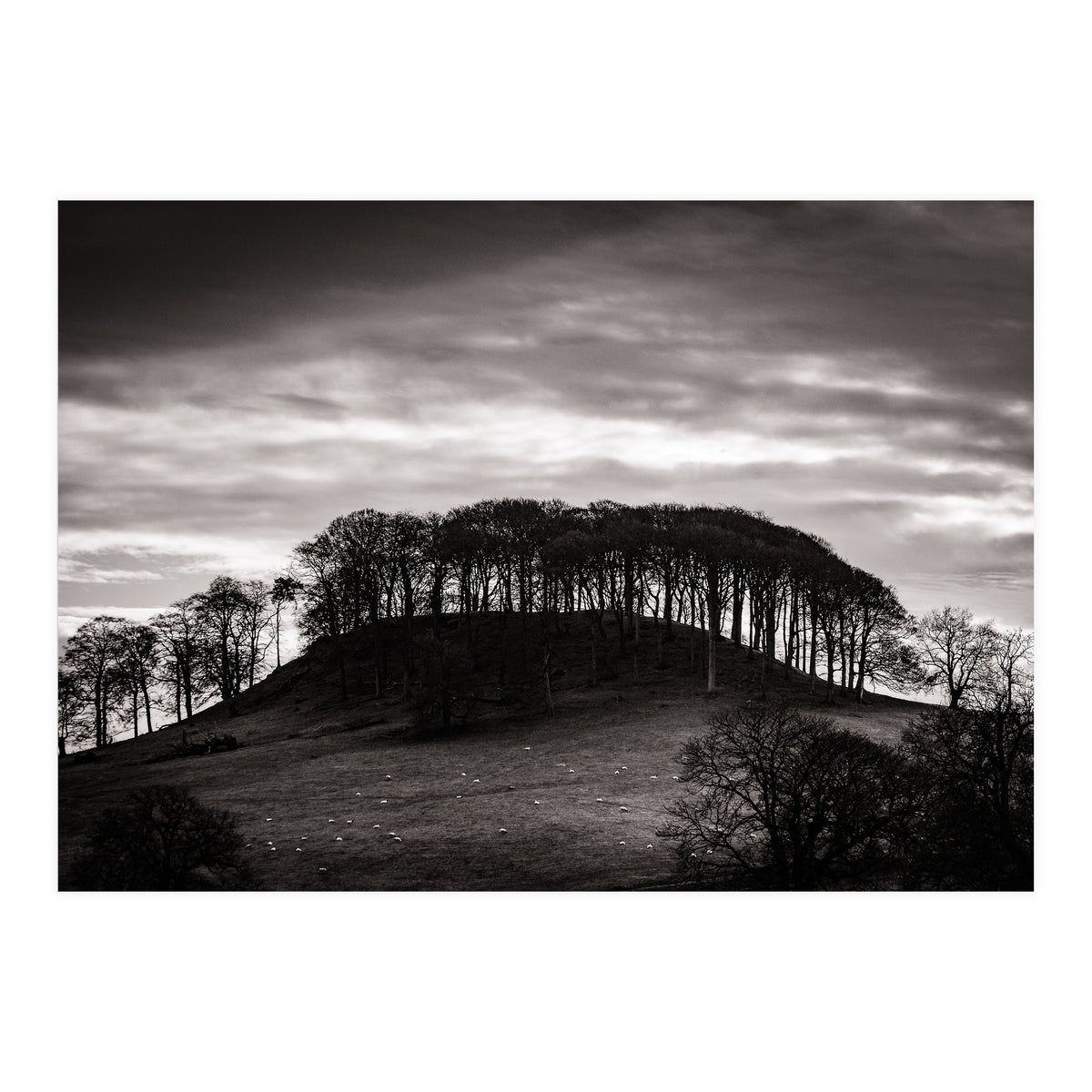 Trees in Silhouette (Print Only)