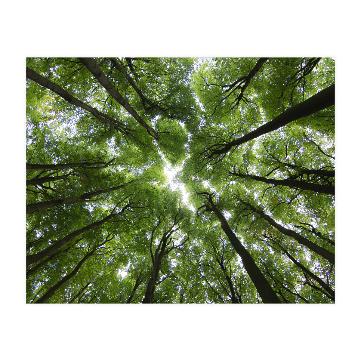 Beechwood (Print Only)