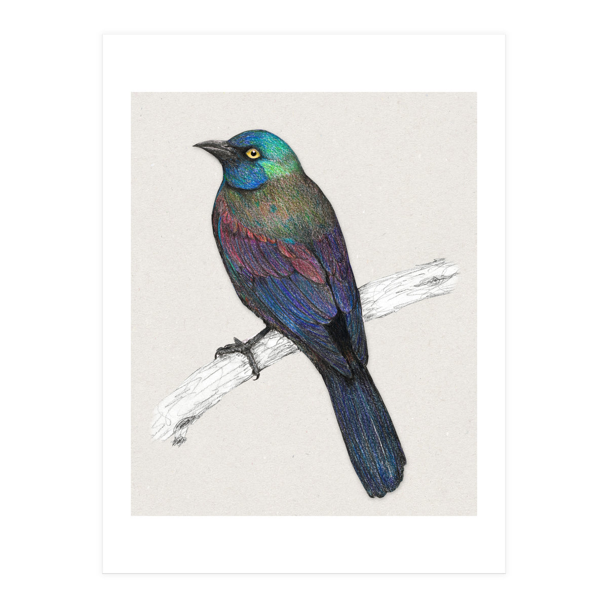 Common Grackle (Print Only)
