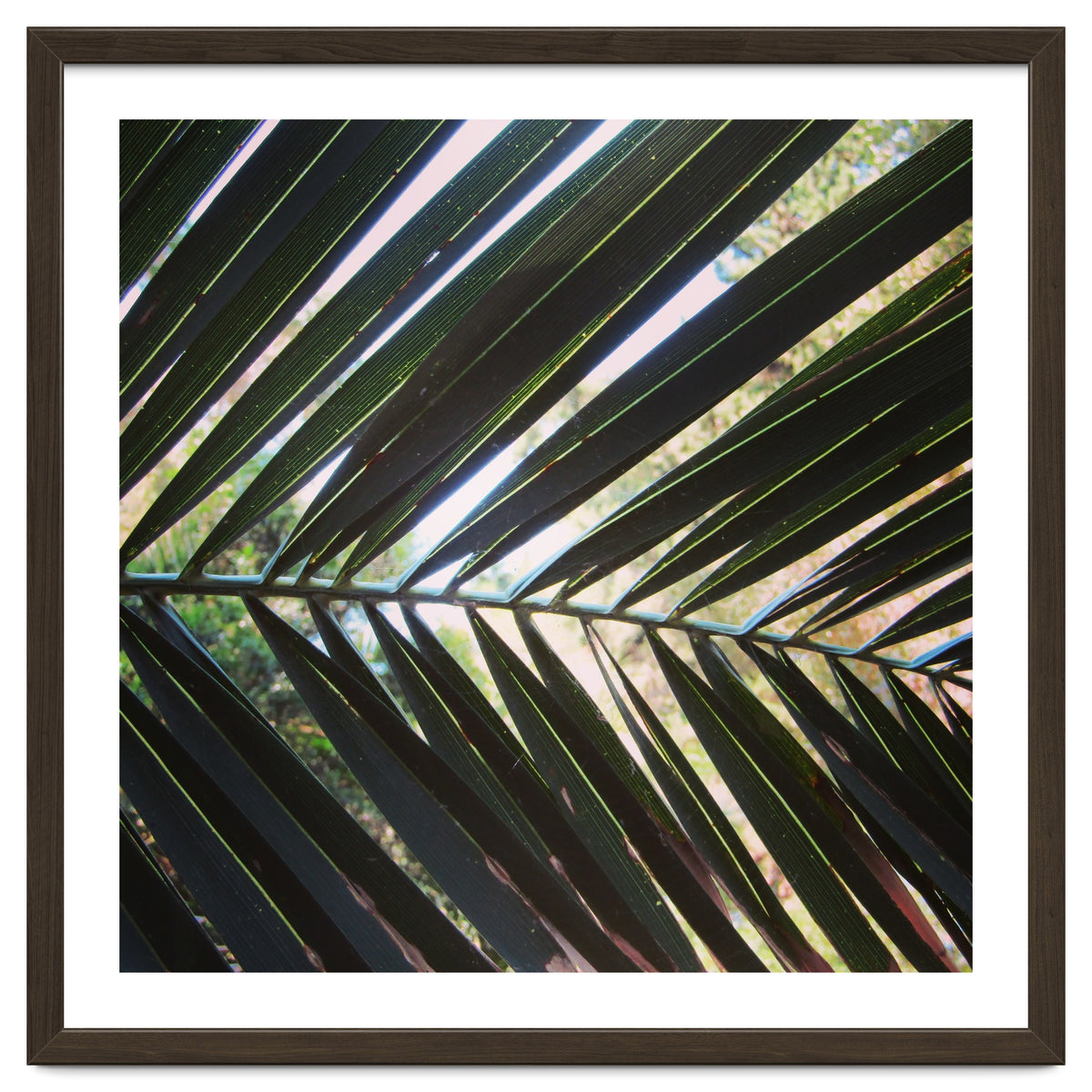 Palm leaf