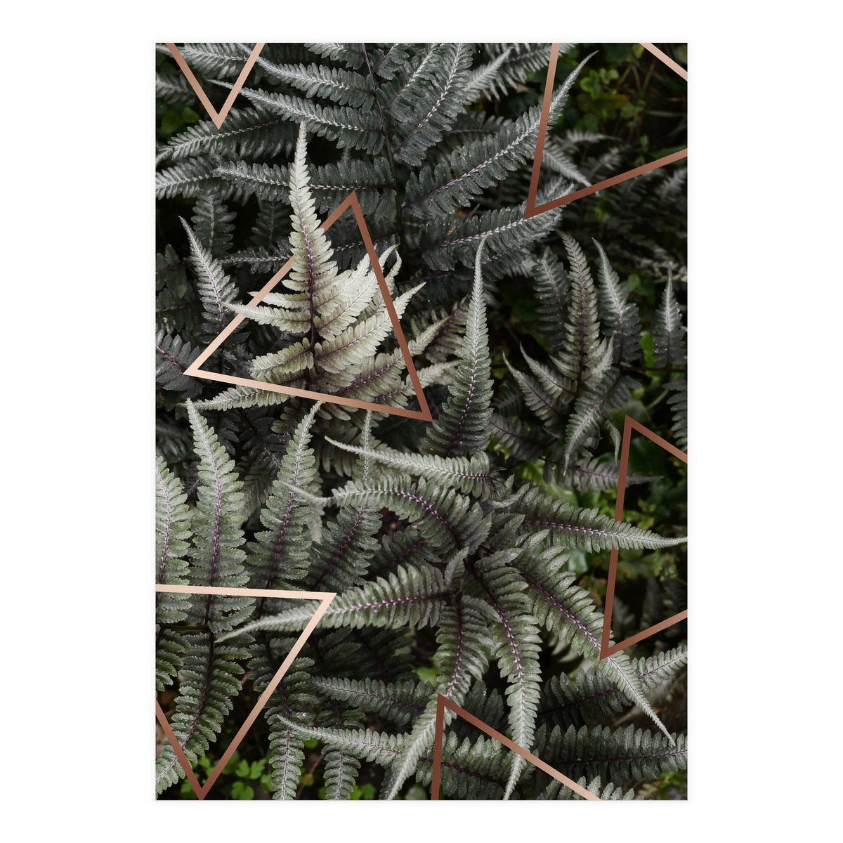 Fern Art (Print Only)