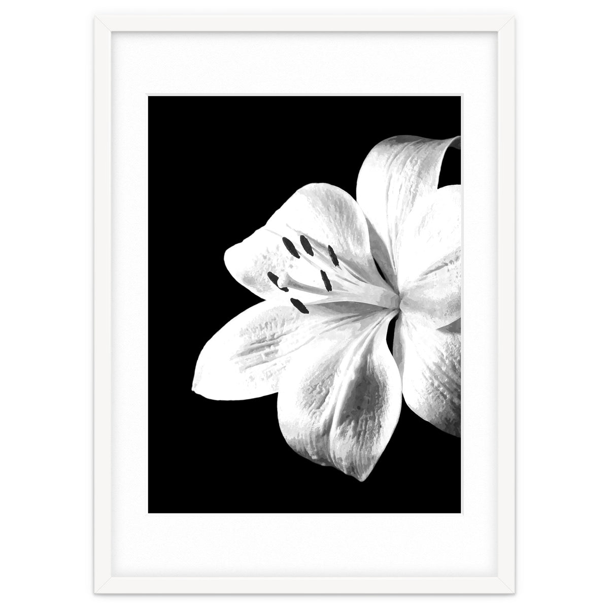 White Lily Black Background