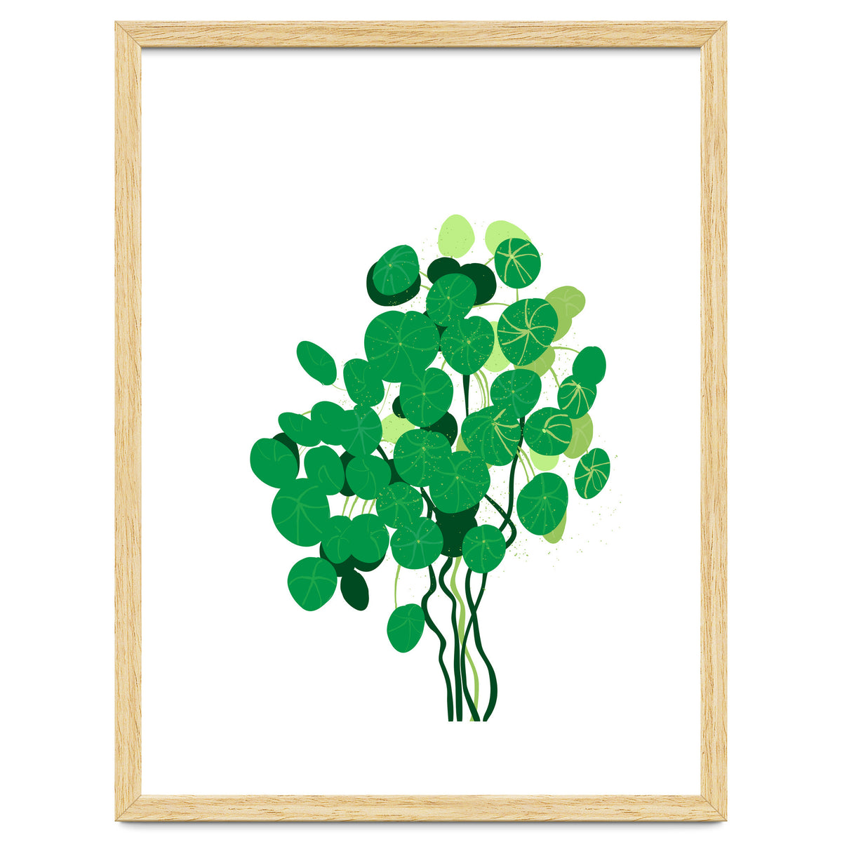 Pilea