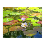 Floating in the water (Print Only) thumbnail