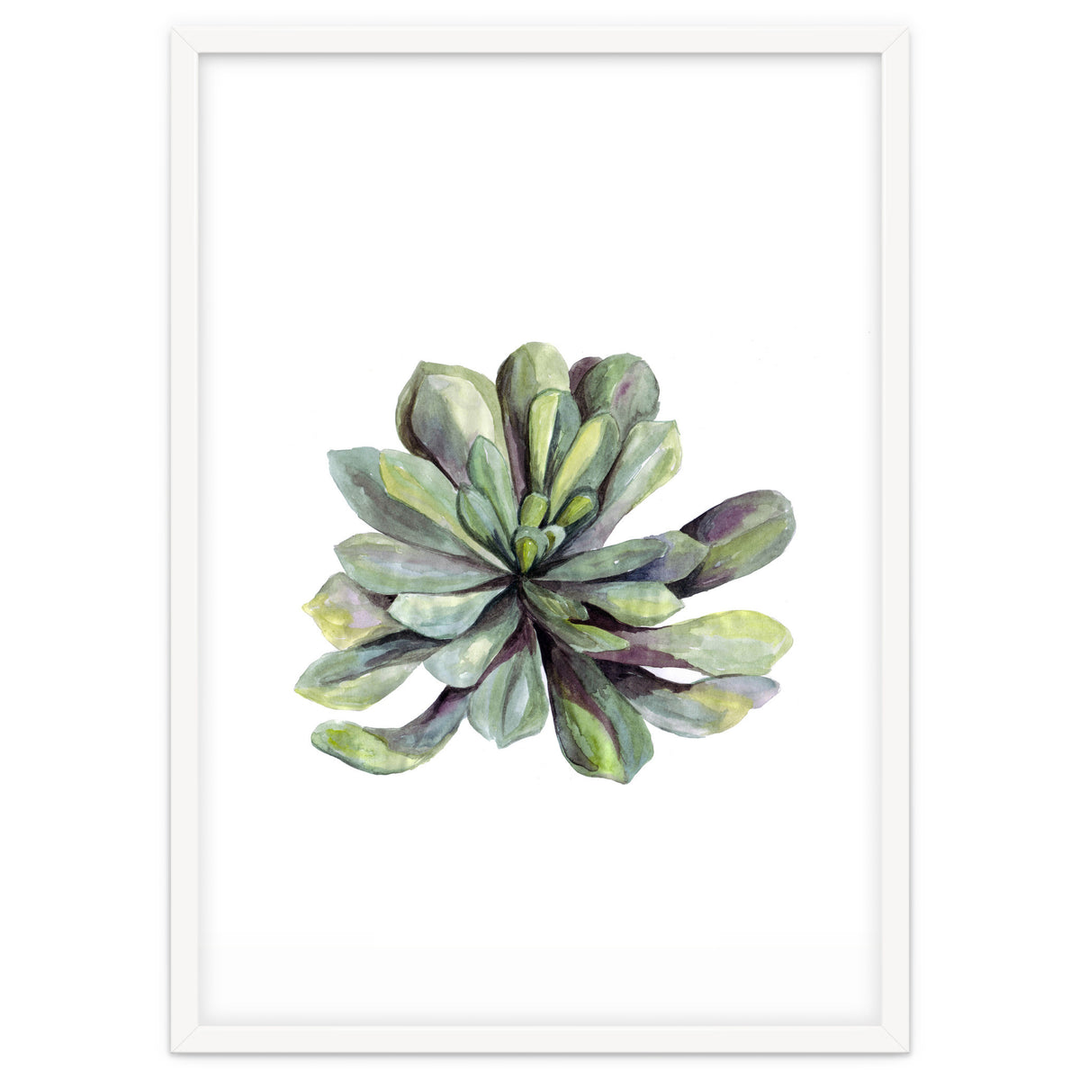 Botanical Illustration Succulent