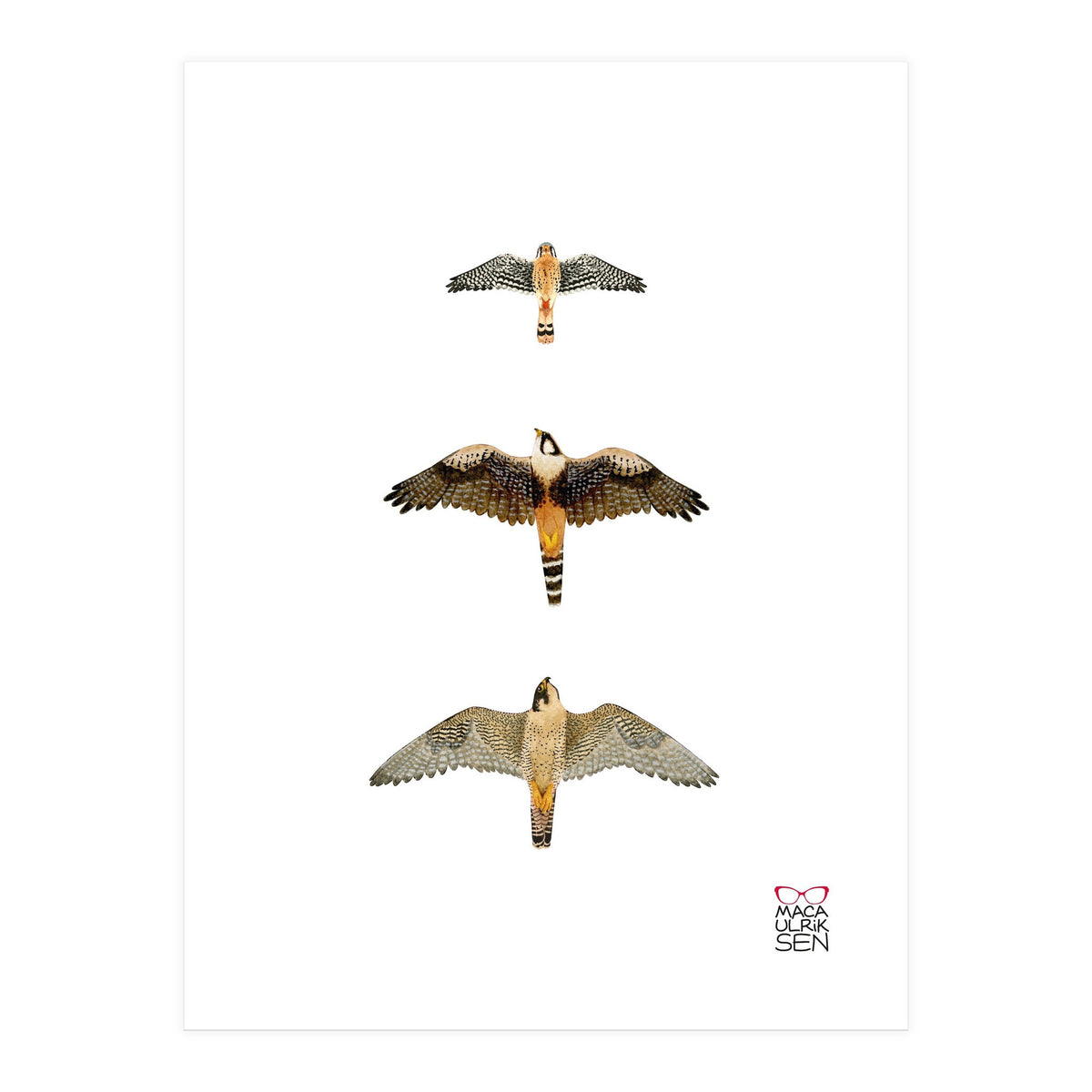 Falconidae n.1 (Print Only)