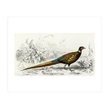 Ring-neckrd pheasant illustrated (Print Only) thumbnail