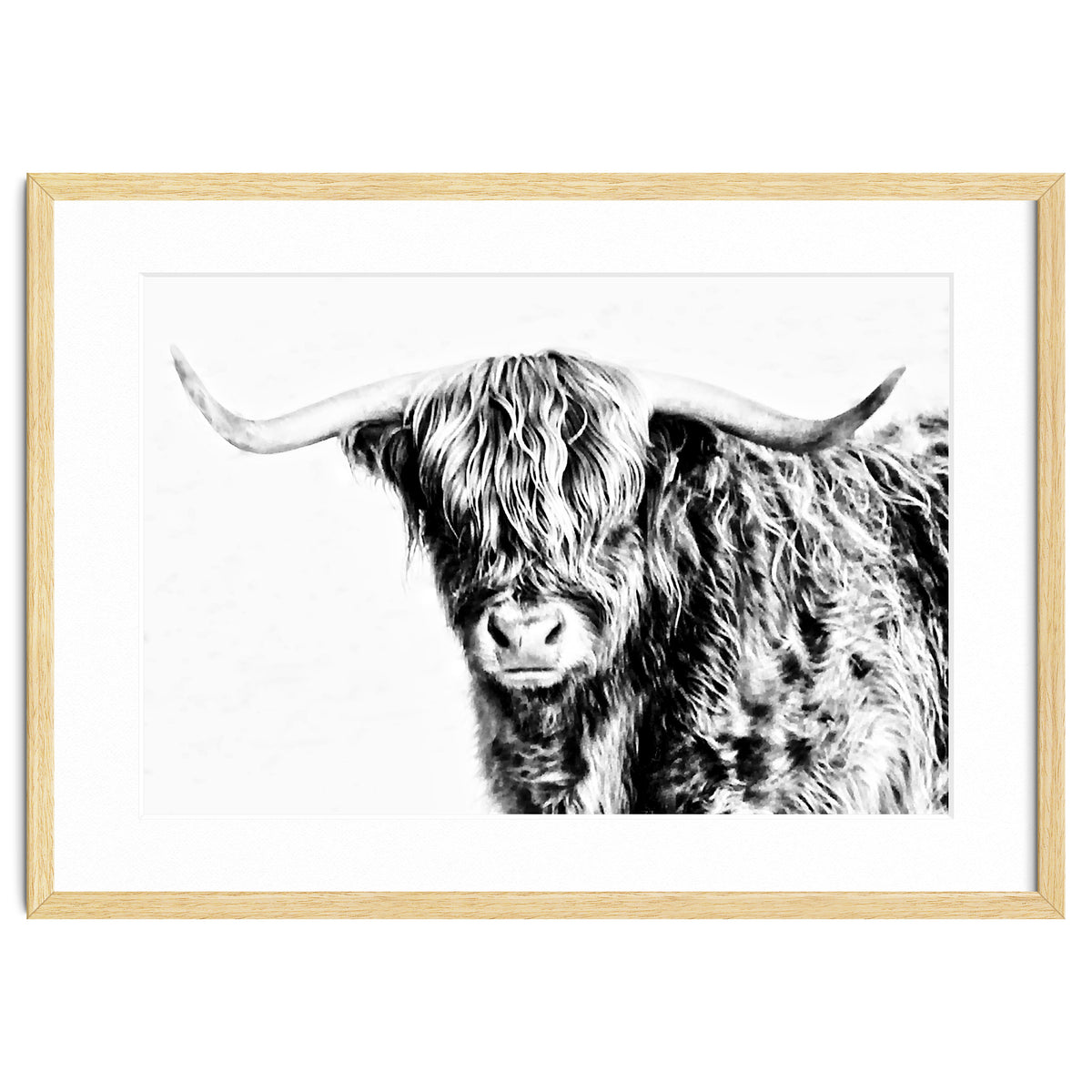 Highland bull