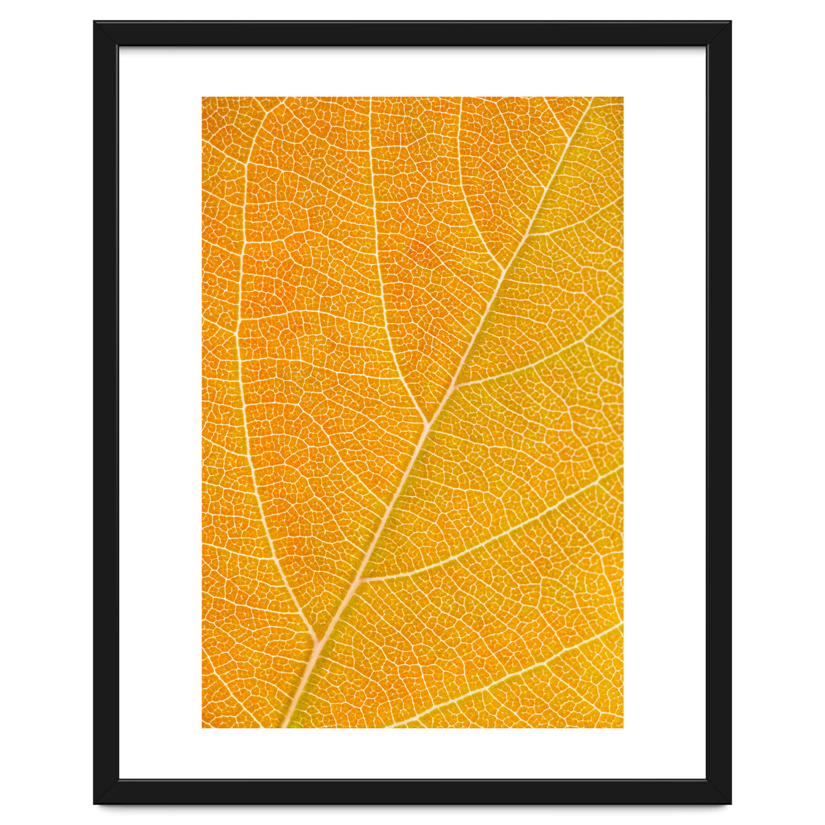 Autumn Leaf