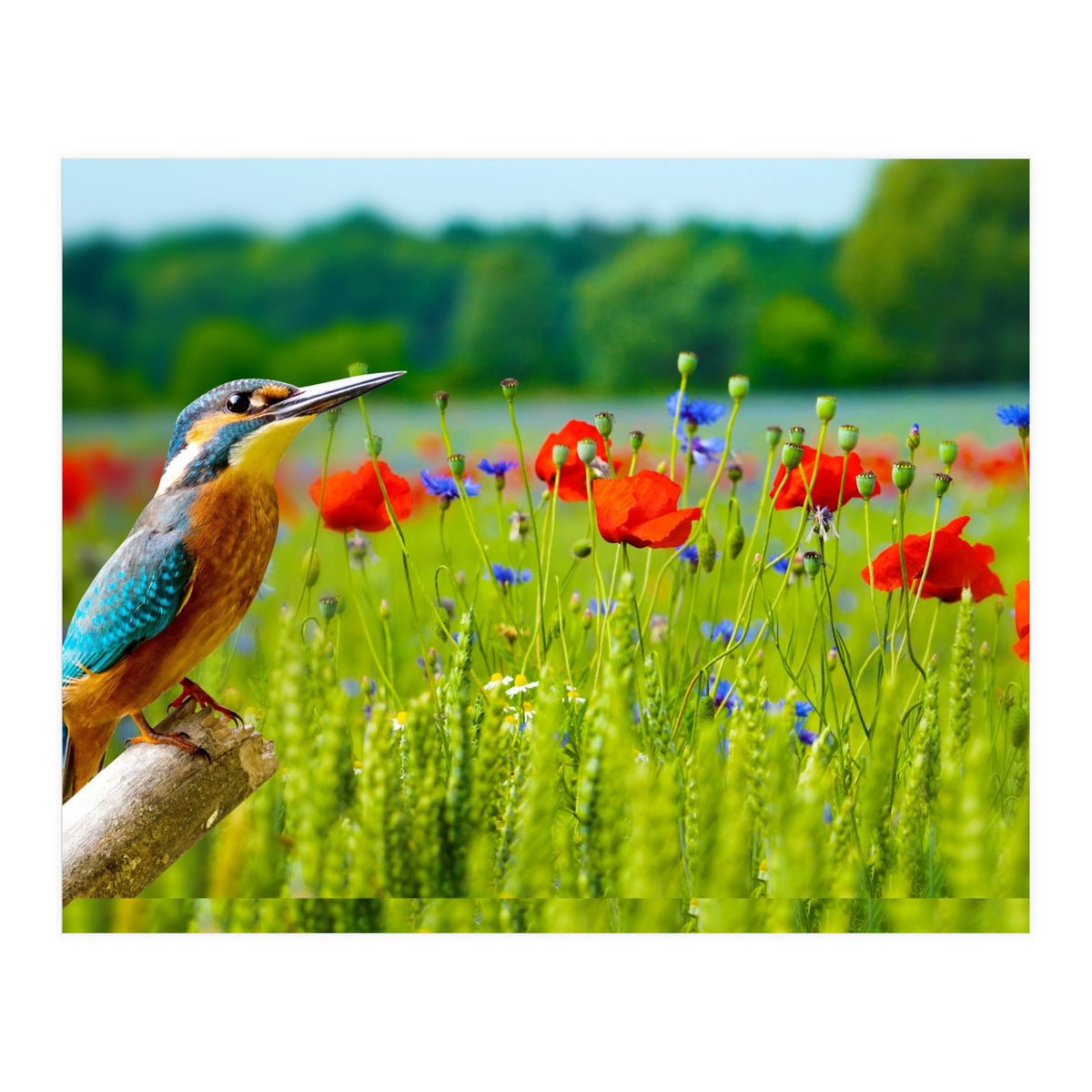 Bird and flower (Print Only)