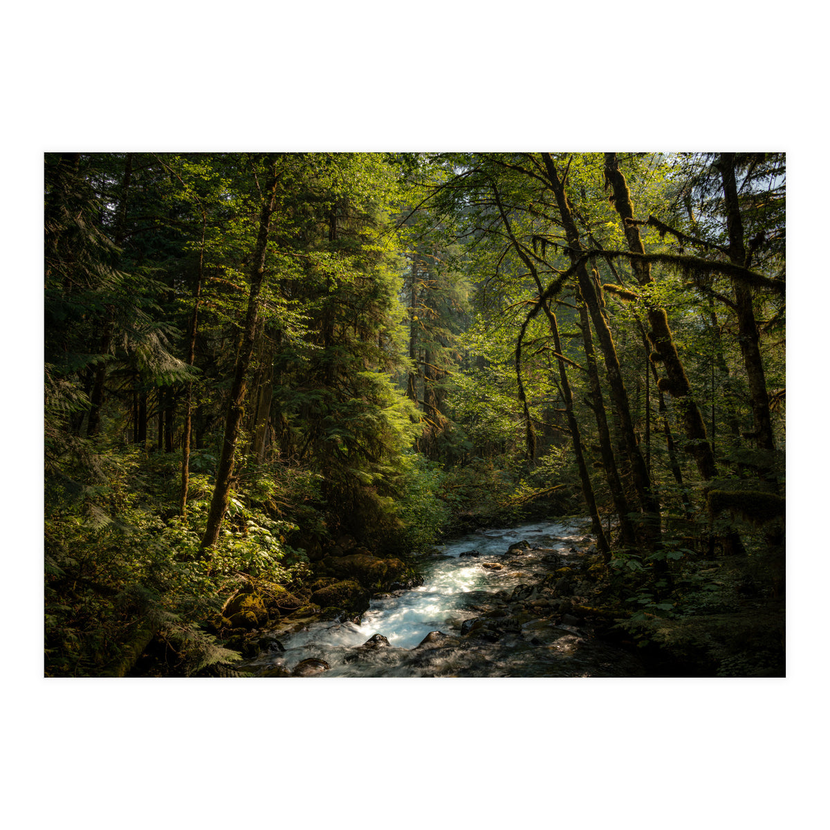 Cascade River (Print Only)
