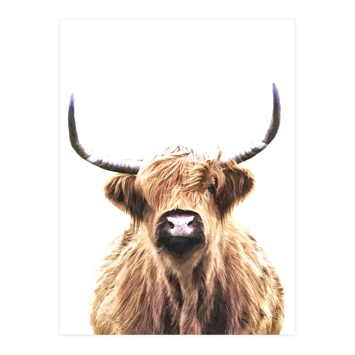 Highland Cow Portrait (Print Only)