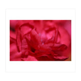 Red Peony (Print Only) thumbnail