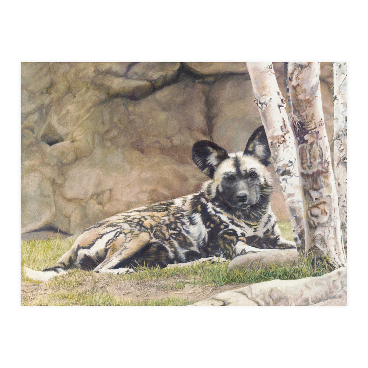Afican Painted Dog IV - Imara (Print Only)