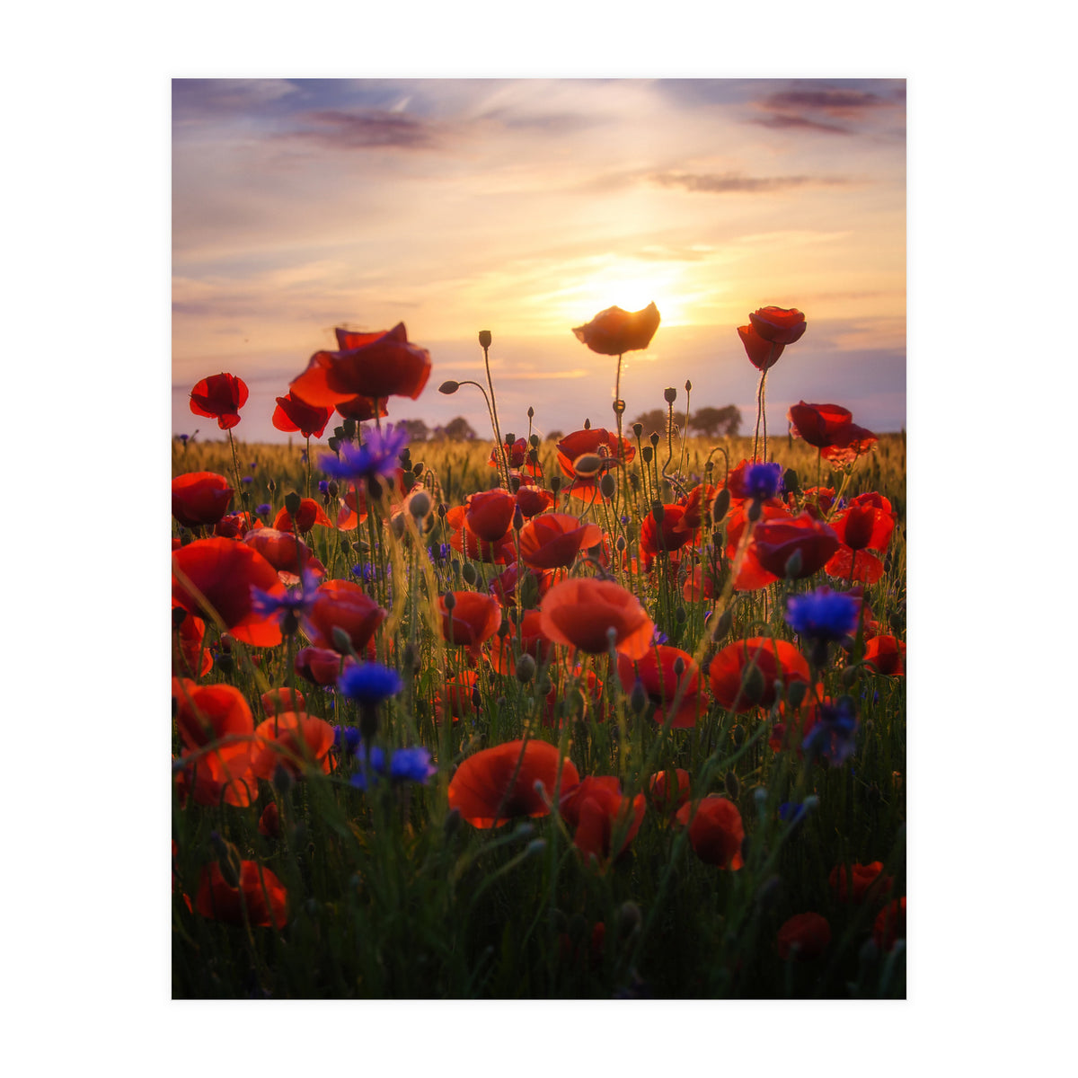 Poppiesfield at Sunrise (Print Only)