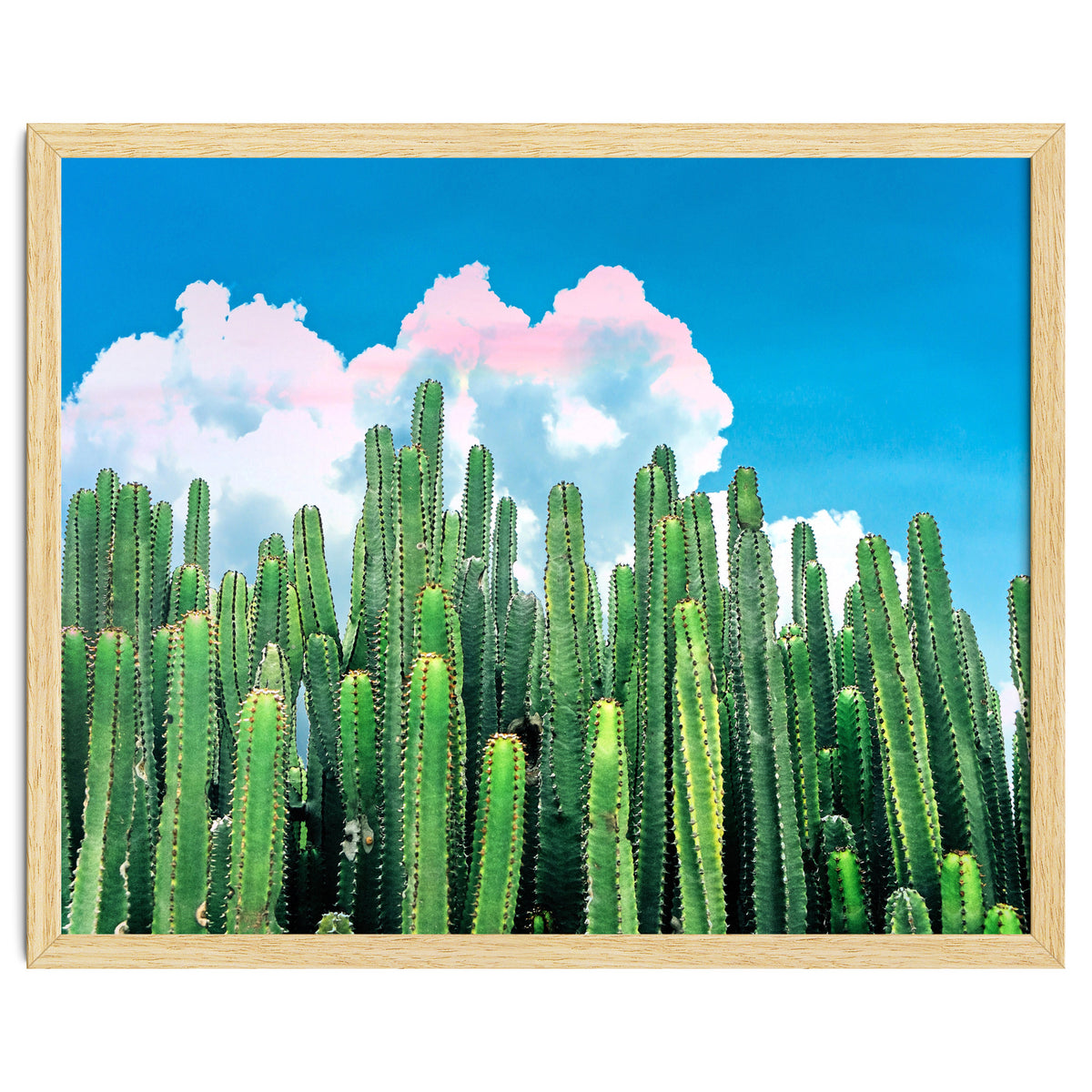Cactus Summer