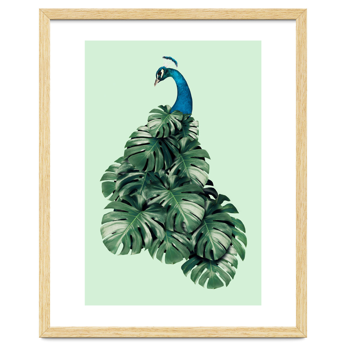 Monstera Bird