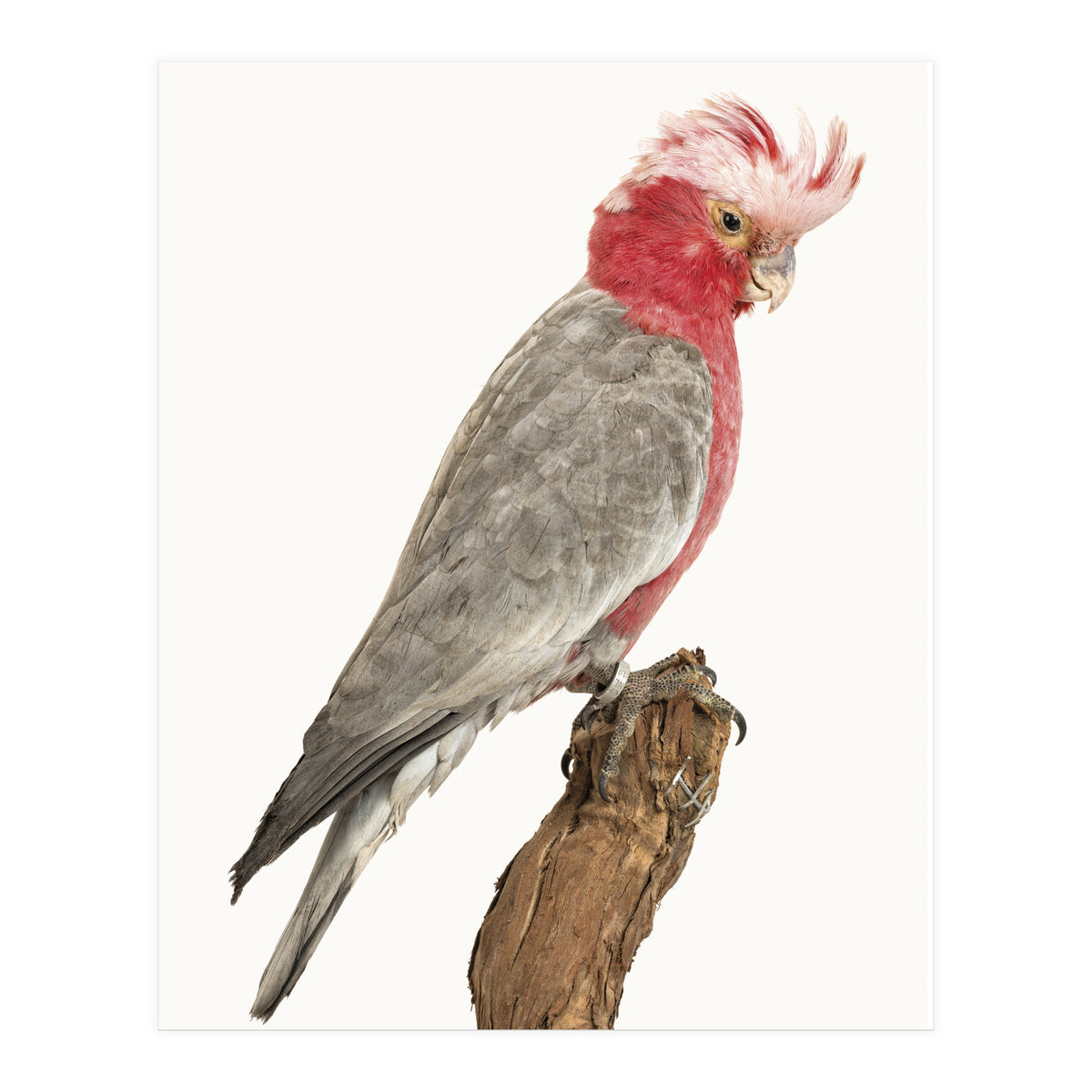 Cc Birds 02 (Print Only)