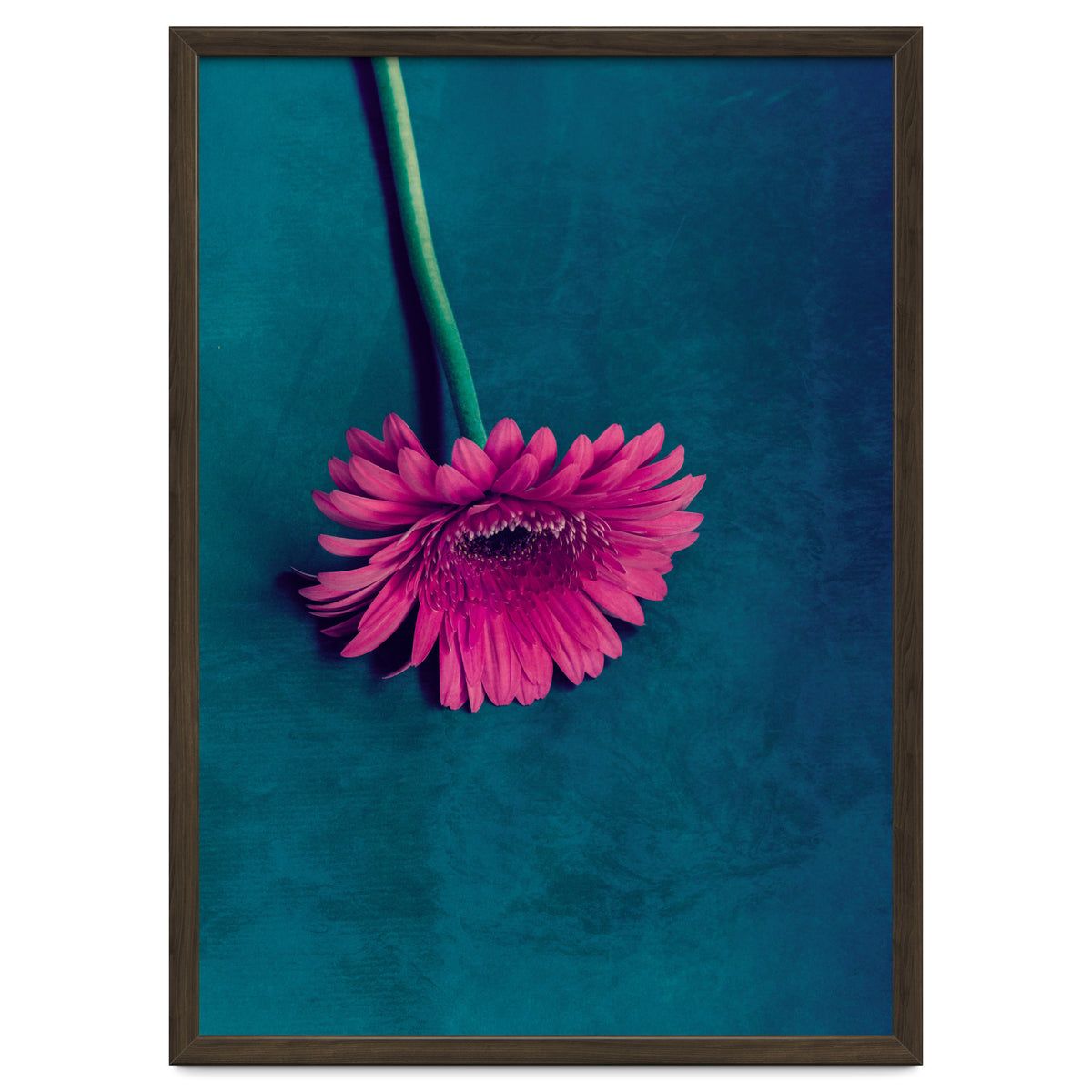 Gerbera for love