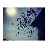 Free Birds (Print Only) thumbnail