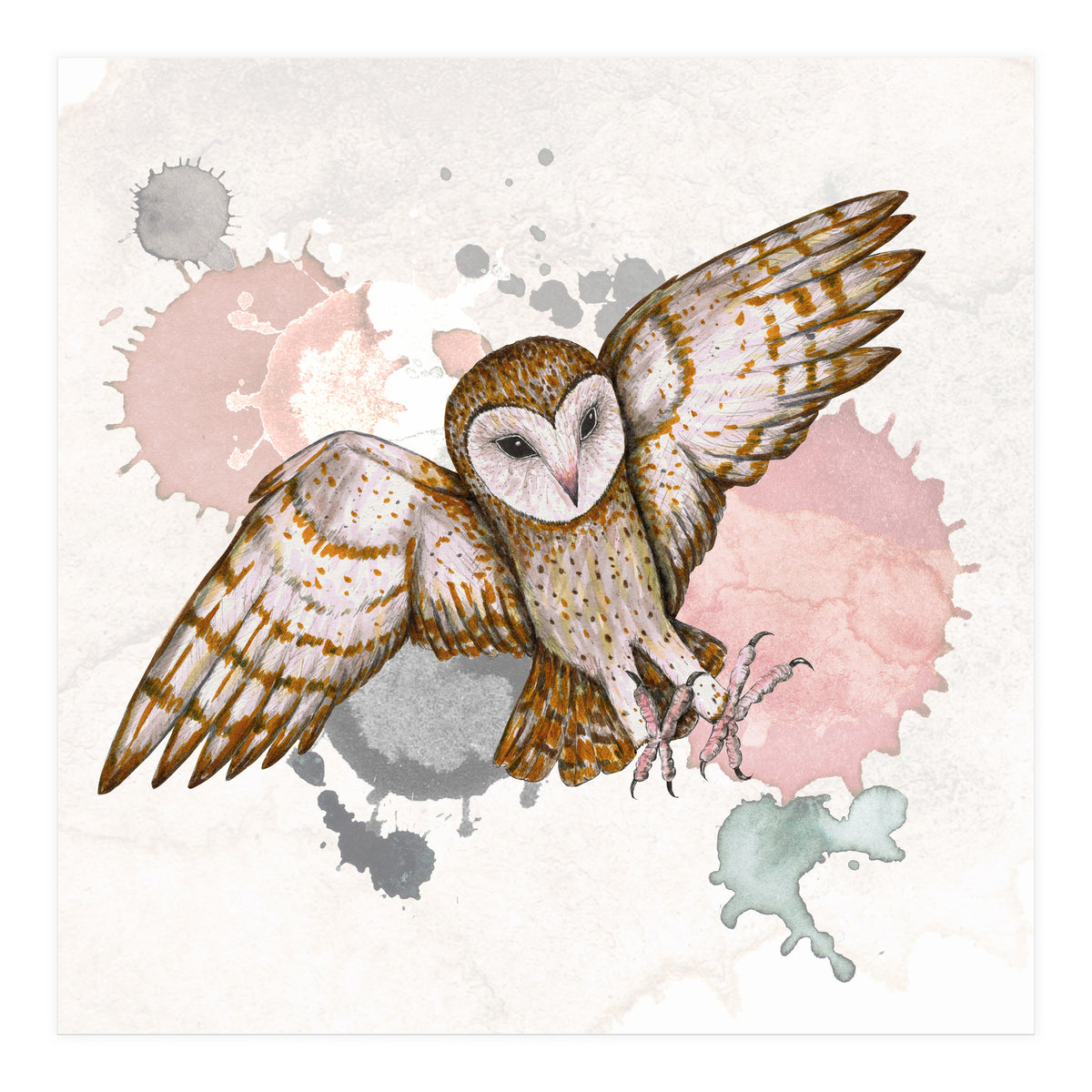 Attacking barn owl (Print Only)